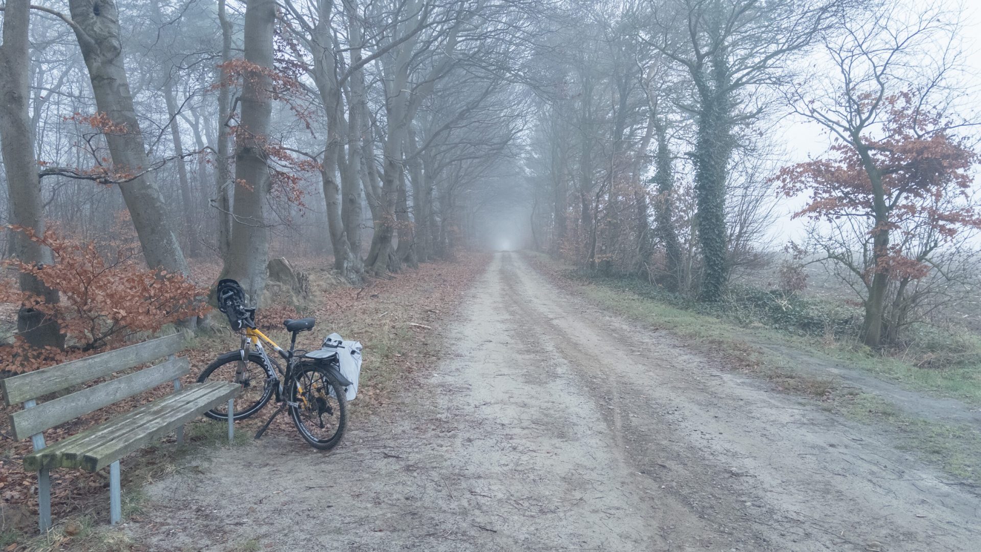 Nebeliger Weg am Waldrand am frühen Morgen